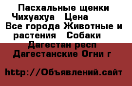 Пасхальные щенки Чихуахуа › Цена ­ 400 - Все города Животные и растения » Собаки   . Дагестан респ.,Дагестанские Огни г.